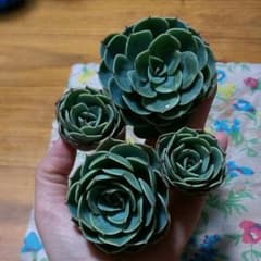 多肉植物♥七福神のサムネイル