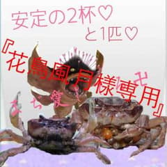 花鳥風月様専用のサムネイル
