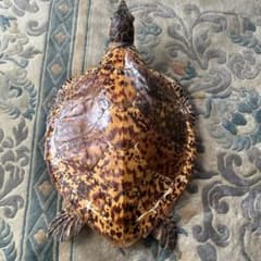 ウミガメの剥製 タイマイ 国際希少野生動植物種登録票有 3.1kg 匿名