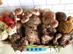 天然きのこセット③香茸&タマゴタケets約840g - メルカリ