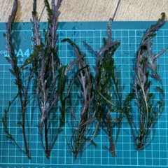 ハイグロフィラ ピンナティフィダ 5本セットのサムネイル