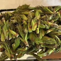 【初物‼︎棘ありタラの芽】　200gのサムネイル