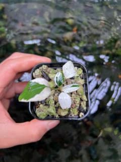 ブセファランドラ（斑入り株）Bucephalandra Pipto - メルカリ