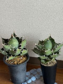 アガベ 観葉植物 2鉢セット　バラ売り可能 アガベ 観葉植物 2鉢セット - メルカリ