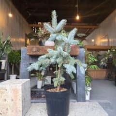 ④ ブンゲンス トウヒ ホプシー8号 最高等級極上品‼️ - メルカリ