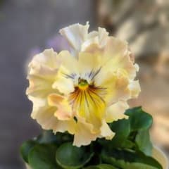 m60486426791_1.jpg?1763349452