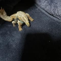 モンスターハンタージンオウガ・プケプケ亜種のサムネイル