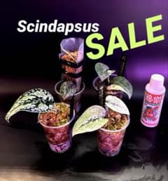 スキンダプサス　綺麗斑入り　SALE Ｌ7 スキンダプサス 綺麗斑入り SALE L7 - メルカリ