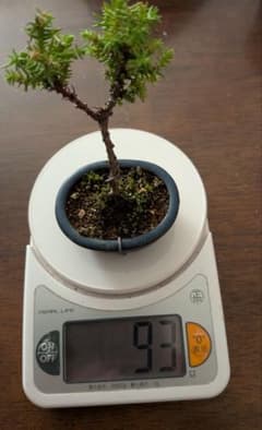 盆栽 針葉樹 豆盆栽 ミニ盆栽 苔付き - メルカリ