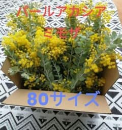 ミモザ パールアカシア フレッシュ 80サイズ (保水あり) - メルカリ
