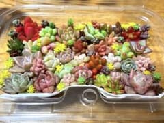 多肉植物 ちび苗 詰め合わせのサムネイル