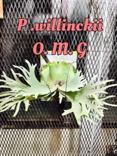 omg好きが育てたビカクシダ P.willinckii omg spore 選抜のサムネイル