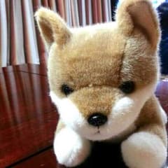 再出品♡可愛いわんちゃん激安のサムネイル