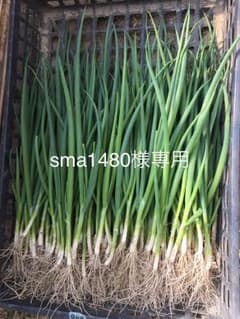 ネギ苗のサムネイル