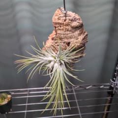 メルカリ便　イオナンタ　アルボマジナータ　クランプコルク着生 観葉植物 チランジア•イオナンタvarイオナンタ クランプ コルク付