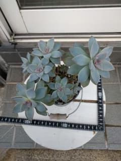 多肉植物　桜牡丹　抜き苗のサムネイル