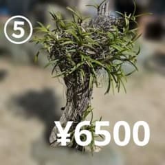 ⑤流木　全長約52㎝　富貴蘭　風蘭　土台付 値下！⑤流木 全長約52㎝ 富貴蘭 風蘭 土台付 - メルカリ