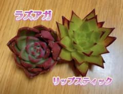 多肉植物 カット苗 (即購入OK)のサムネイル