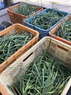 ニンニクの芽　1kgのサムネイル