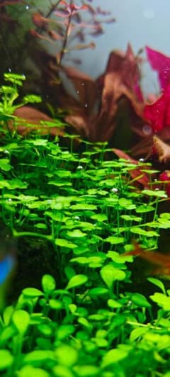 オーストラリアンクローバー　水中葉 100枚 水草 前景草　ヒドロコティレ　ミニのサムネイル