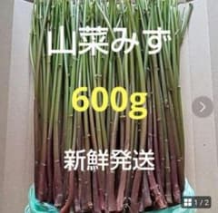 5 山菜 みず ミズ 600g 新鮮発送 - メルカリ