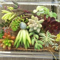 多肉植物詰め合わせのサムネイル
