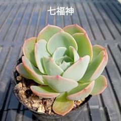 七福神　⑤  多肉植物 No.5 七福神 抜き苗 多肉植物 - メルカリ