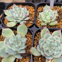 水蜜桃 ４つセットのサムネイル