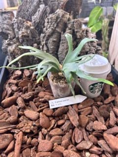 P. Willinckii Jade Girl(TC) 【45】 - メルカリ