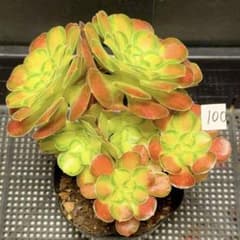 100#植物アエオニウム錦❤️サラダボール中斑錦❤️韶華❤️2大頭6小頭