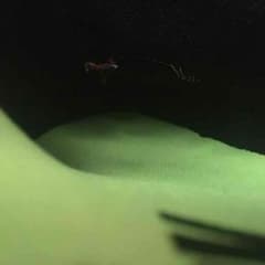 クーさん専用のサムネイル