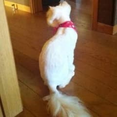 あのサムネイル
