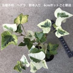 品種不明　ヘデラ　数本入り　6cmポットごと郵送のサムネイル