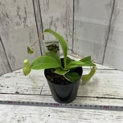 ⑤観葉植物 食虫植物 ネペンテス ネペン アラータ アラタ ウツボカズラ