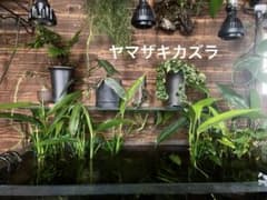 ヤマザキカズラ　1株のサムネイル