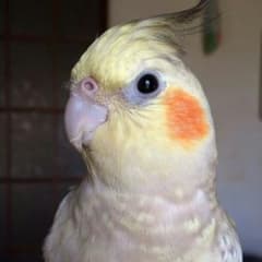 乙ぽん様専用です。のサムネイル