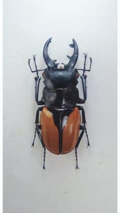 ※良型　ヤスオカツヤクワガタ♂野外標本 良型 ヤスオカツヤクワガタ♂野外標本 昆虫用品