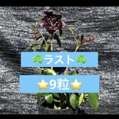 ❤️234❤️☘️ラスト☘️⭐️クリスマスローズ⭐️自然交配種子