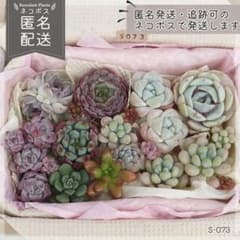 多肉植物 カット苗 詰め合わせ 寄せ植えセット エケベリア ｜S073