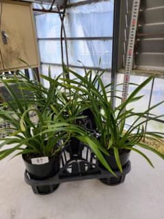 金陵辺。花芽1個。5鉢セット。蜜蜂誘引蘭。日本蜜蜂。キンリョウヘン 金陵辺。花芽1個。5鉢セット。蜜蜂誘引蘭。日本蜜蜂。キンリョウヘン