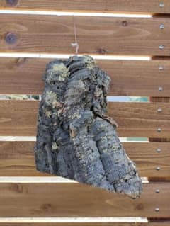 コルク樹皮　wのサムネイル