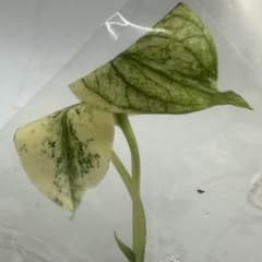 E51デビルモンスターモンステラ Monstera Devil Monsterのサムネイル