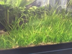 チェーンサジタリア20株のサムネイル