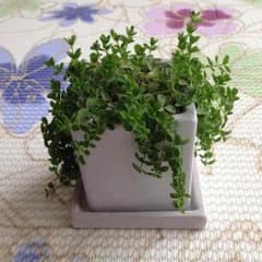 メルモ様 専用です(o^^o)のサムネイル
