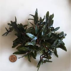 水草 ブセファランドラ クアラクアヤン タイプ1のサムネイル