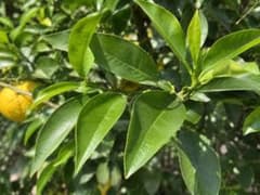 柚子の葉　40枚　無農薬のサムネイル