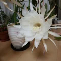 月下美人とその仲間達☆植物の葉セット（４種類）挿し穂用で根っこは有りませんのサムネイル