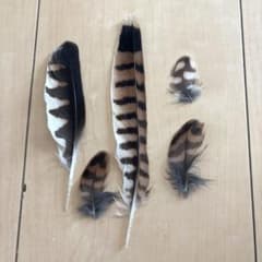 チョウゲンボウ 羽のサムネイル