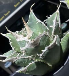 鬼畜級！アガベチタノタ緑幽霊（極上株）超S級鋸歯supergreenghost