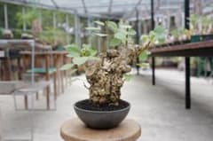 盆栽 オオハマボウ (ユウナ) 塊根植物 - メルカリ